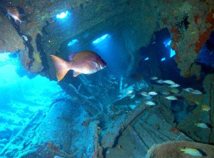 Fish in Wreck of the Rhone