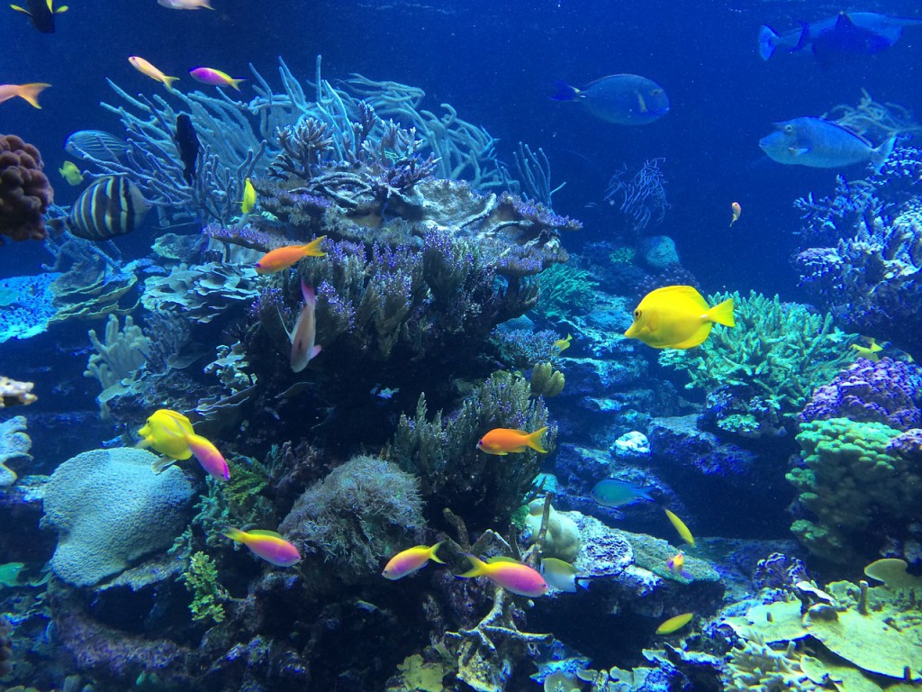 FISH IN BISCAYNE BAY