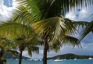 Palm trees in PETER ISLAND