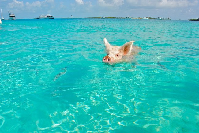 Pig in the water of the Grand Bahamas