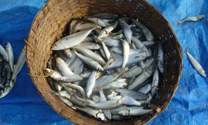 Fishes in a basket