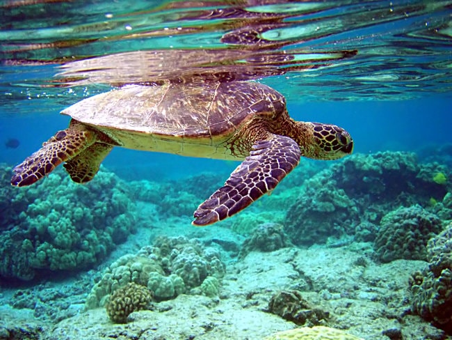 Turtle swimming in the sea