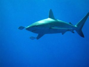 Galapagos Sharks