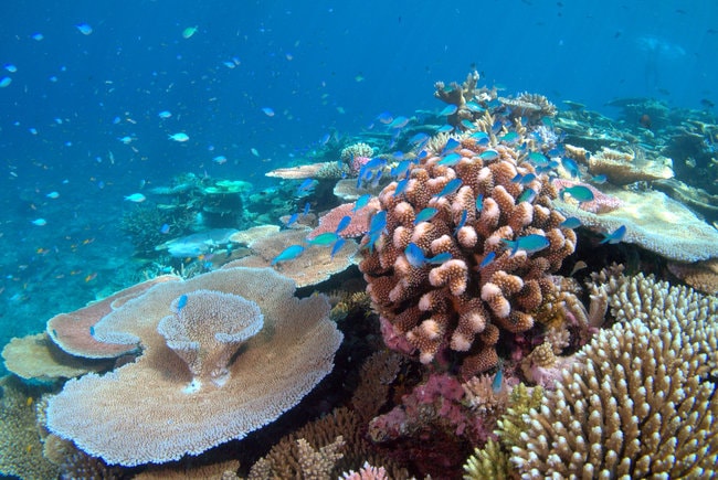 Corals in Hanauma BAy