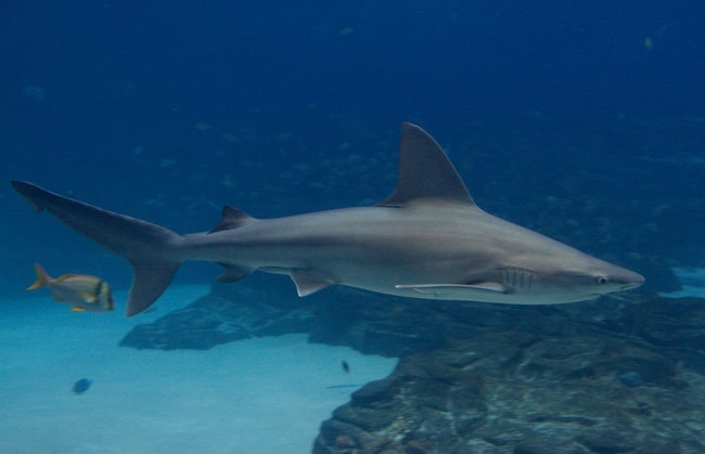 The Sandbar Sharks in Oahu