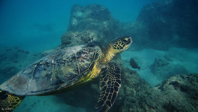 Sea Turtle in Hanauma Bay