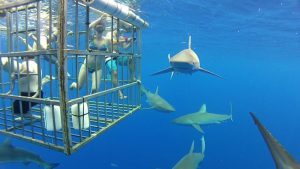 Oahu Sharks Cage Diving Tour