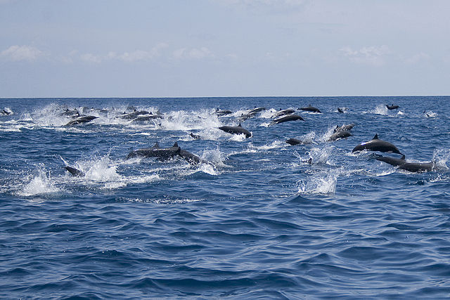 School of spinner dolphins