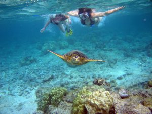 Snorkeling with Turtle Canyon in Oahu