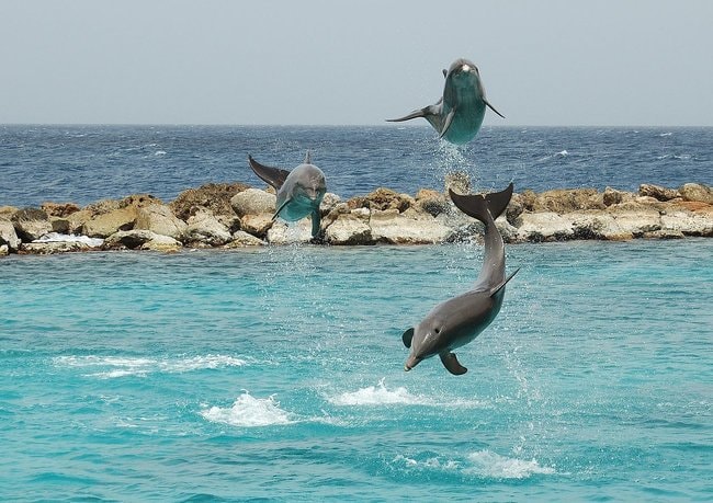 Snorkeling tour with dolphin in Oahu