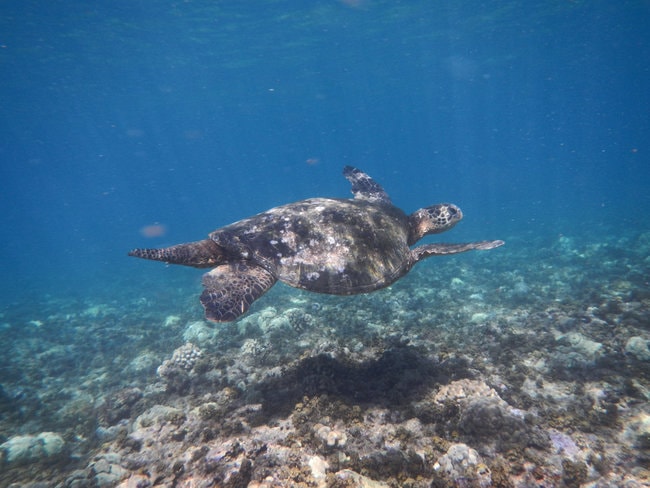 Ahihi Cove snorkel beach in Maui