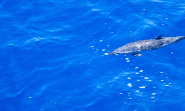 Snorkeling with Dolphins in Molokini 