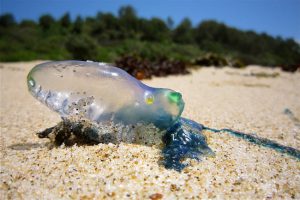 Stinger season in the Whitsundays