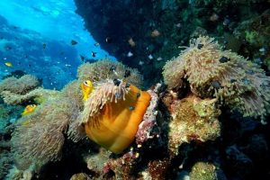 Bora Bora diving charter vacation