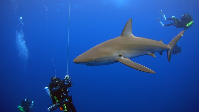 Galapagos diving charter vacation