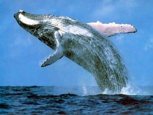 Whale in Marina Puerto Bahia