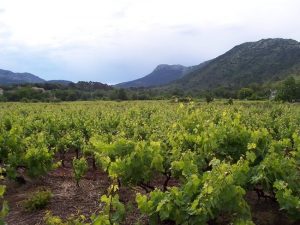 Croatia vineyards