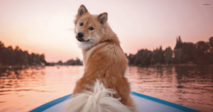 Boating With Your Dog