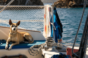 Install a trail net for boating with your dog