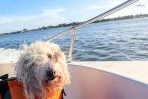 Life jacket for boating with your dog